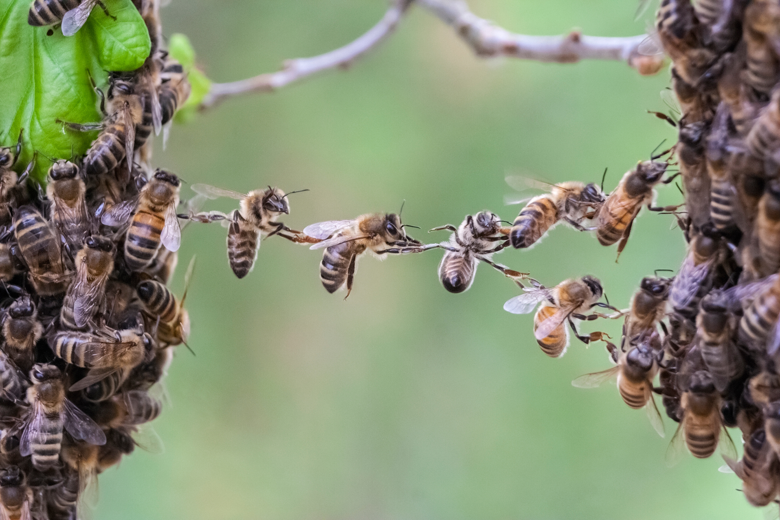 Bees bridging gap 