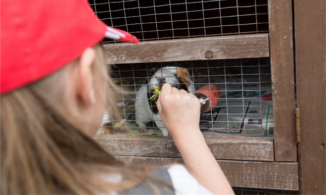 Girl feeding guinea pig