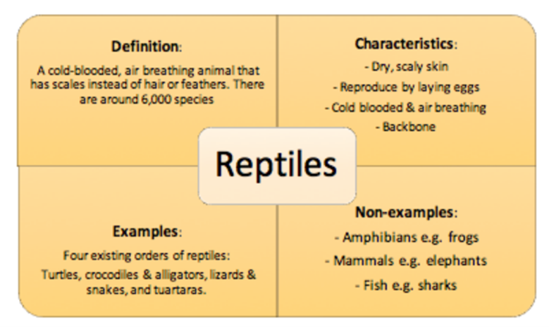 "Reptiles"