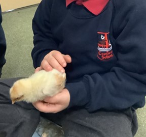 Child holding chick