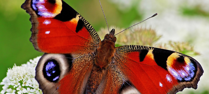 Red butterfly