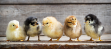 Voices From the Classroom: Creswick Primary School – Baby Chicks Hatching Experience Baby chicks